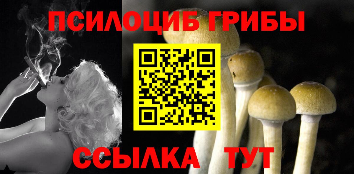 Галлюциногенные грибы Psilocybine cubensis Полевской